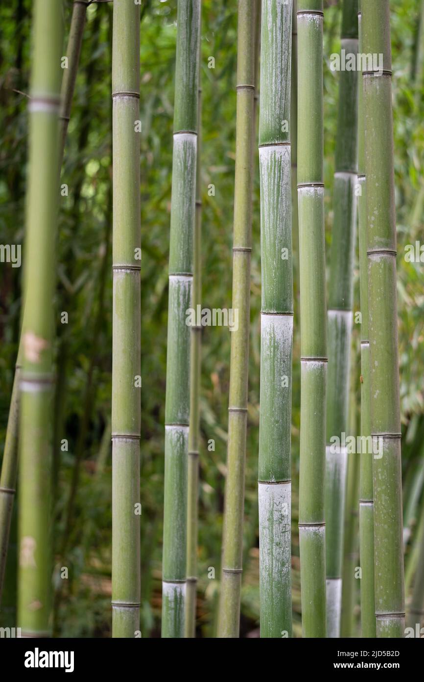Closeup of green bamboo stems in tropical park. bamboo plants Stock
