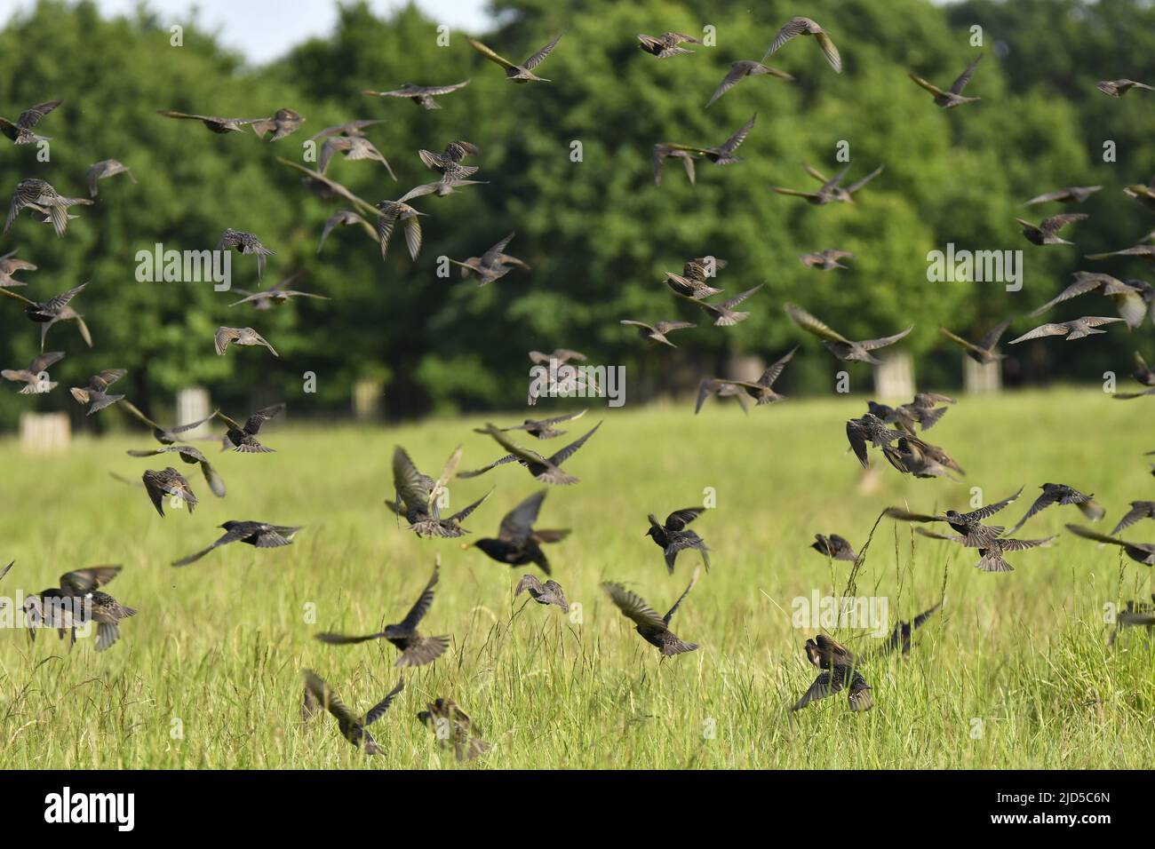 Flock of common starlings (Sturnus vulgaris) in Richmond Park Surrey England UK. Stock Photo