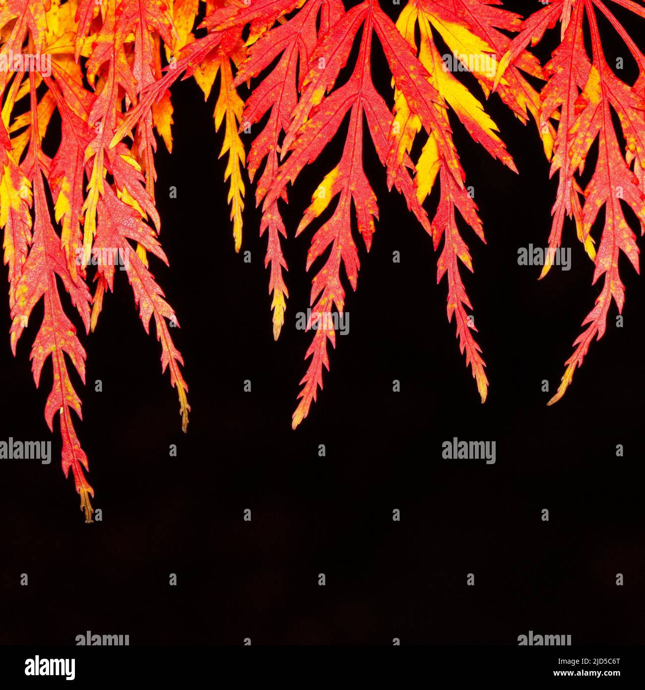 Acer palmatum in the Asiatic Garden at Aberglasney Stock Photo - Alamy