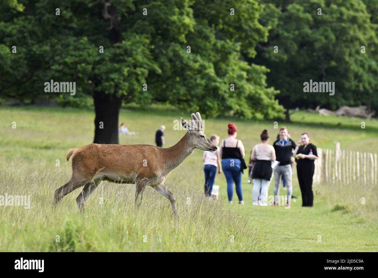 Red deer (Cervus elaphus) crossing the path in Richmond Park Surrey England UK. Stock Photo