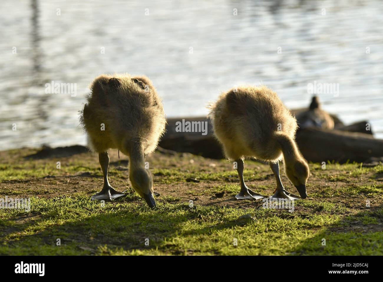 Canada goose (Branta canadensis) goslings feeding on grass by the lake, Richmond Park Surrey England UK. Stock Photo
