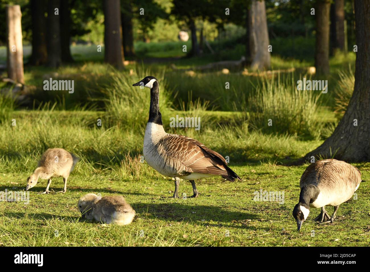 Canada goose (Branta canadensis) adults with goslings feeding on grass in Richmond Park Surrey England UK. Stock Photo