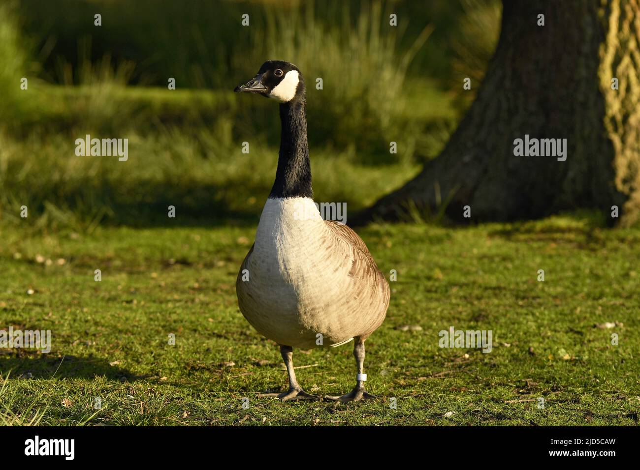 Canada goose (Branta canadensis) on the grass in Richmond Park Surrey England UK. Stock Photo
