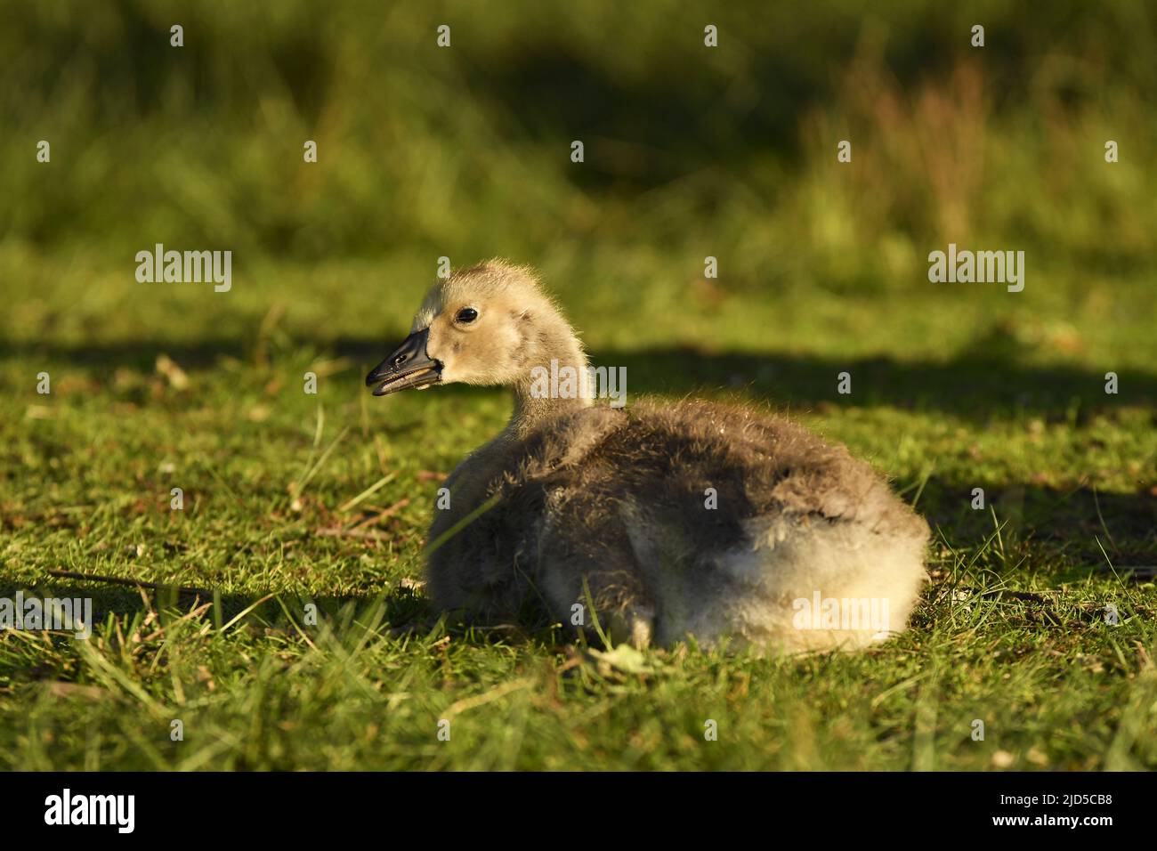 Canada goose (Branta canadensis) gosling resting on the grass in Richmond Park Surrey England UK. Stock Photo