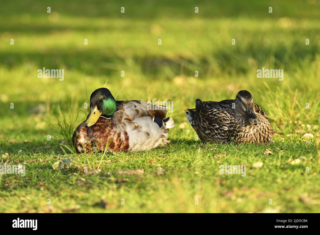 Male and female Mallard ducks (Anas platyrhynchos) resting on the ground in Richmond Park London UK. Stock Photo