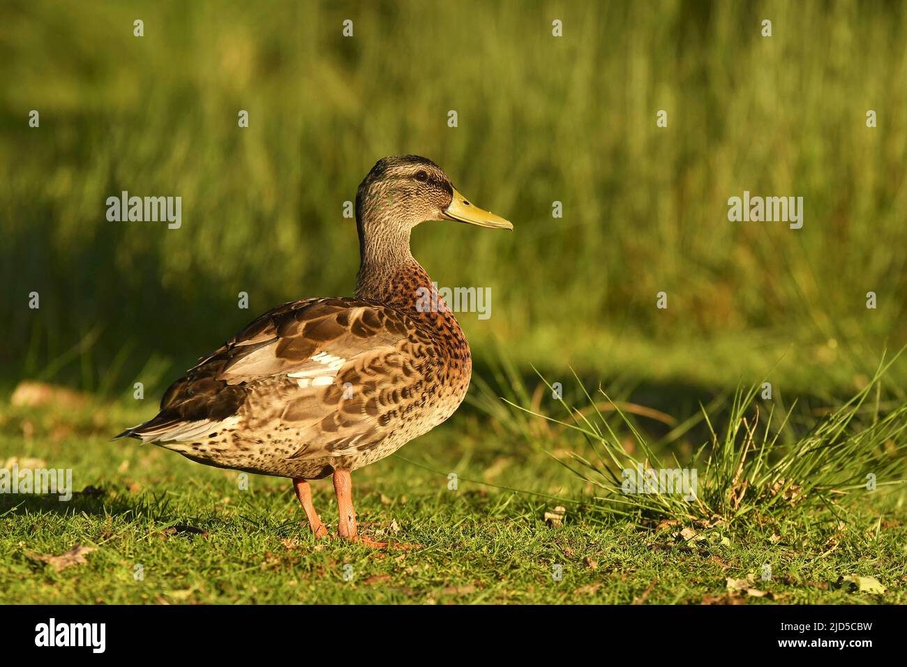 Female Mallard duck (Anas platyrhynchos) in Richmond Park London UK. Stock Photo