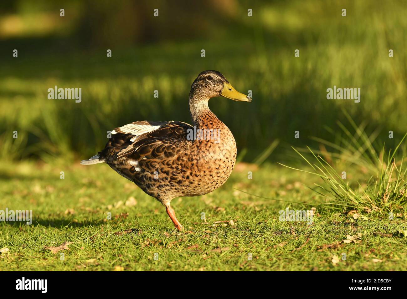 Female Mallard duck (Anas platyrhynchos) in Richmond Park London UK. Stock Photo