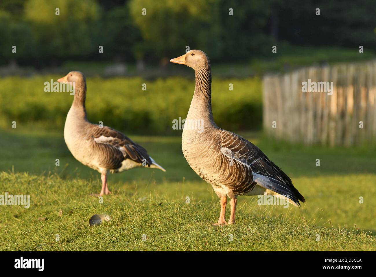 Graylag geese (Anser anser) on the grass in Richmond Park London UK. Stock Photo