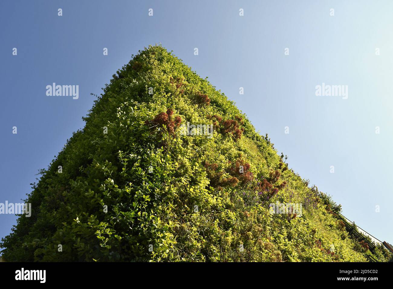 Green wall vertical garden, MTV studios building detail low angle view, located in Camden London UK Stock Photo