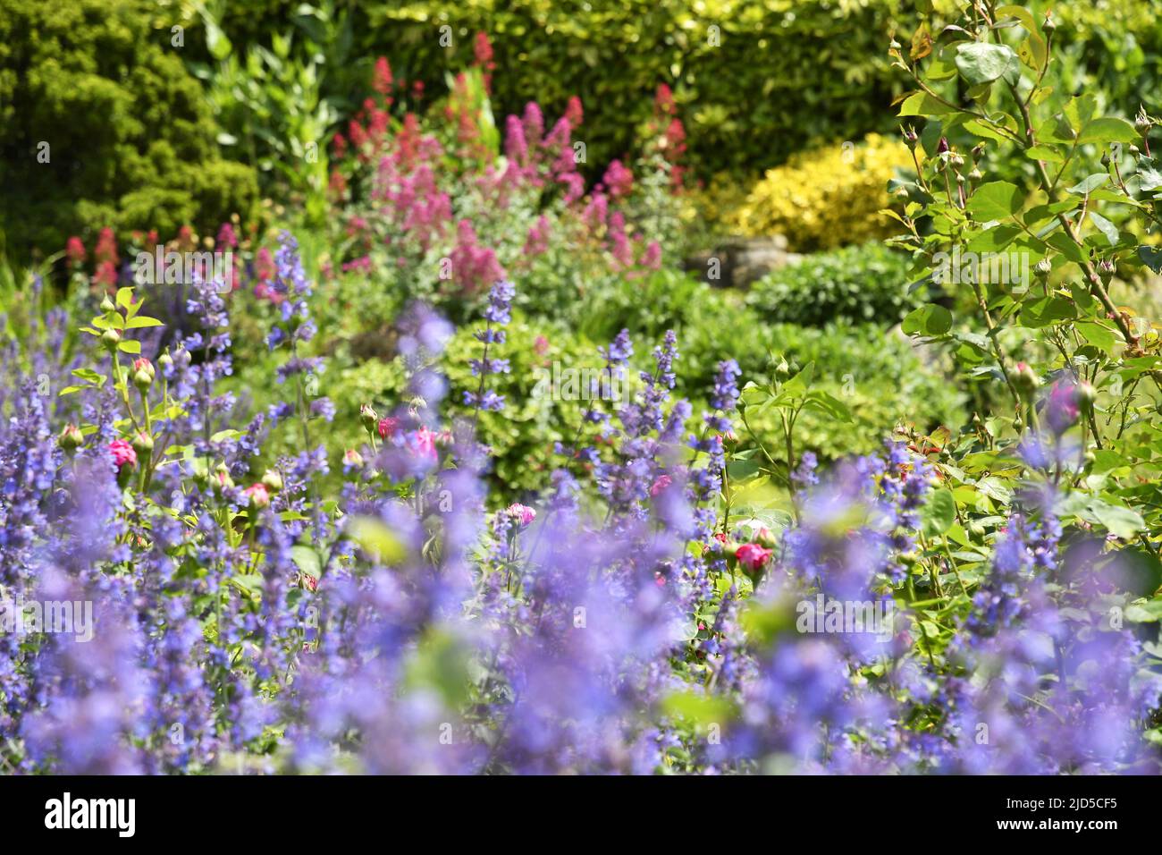 Lavender and rose flower beds in Richmond Terrace Gardens London UK. Stock Photo
