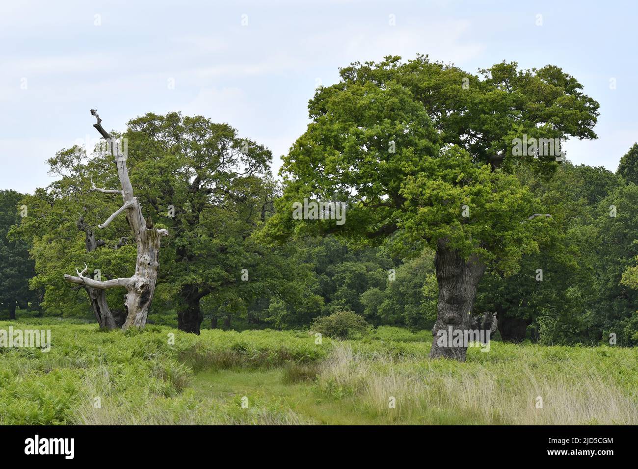 Oak trees in spring, Richmond Park Surrey England UK. Stock Photo