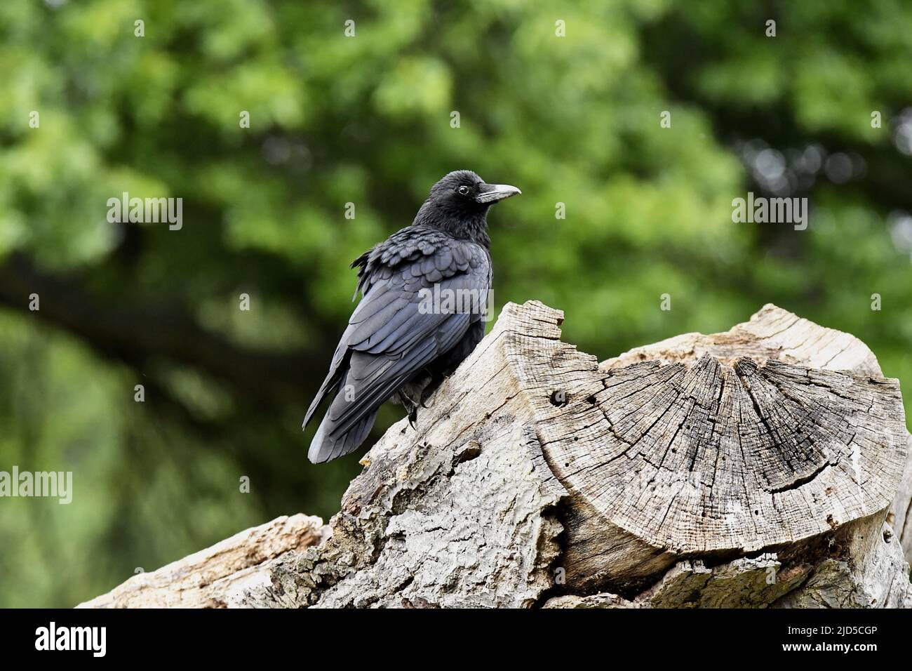 Carrion crow (Corvus corone) in Richmond Park London UK. Stock Photo