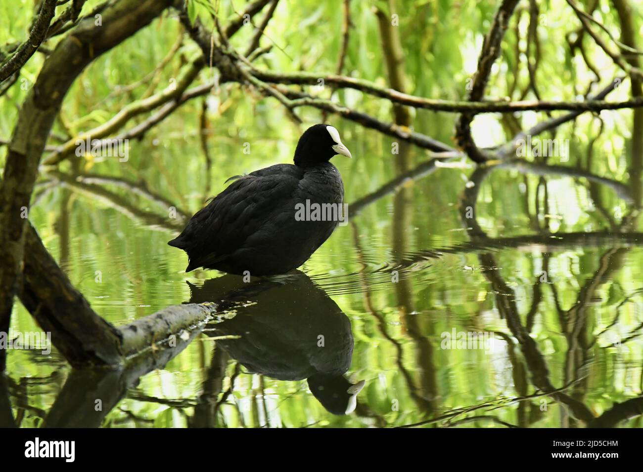 Eurasian coot (Fulica atra) in water under the willow trees, Regent's Park London UK. Stock Photo
