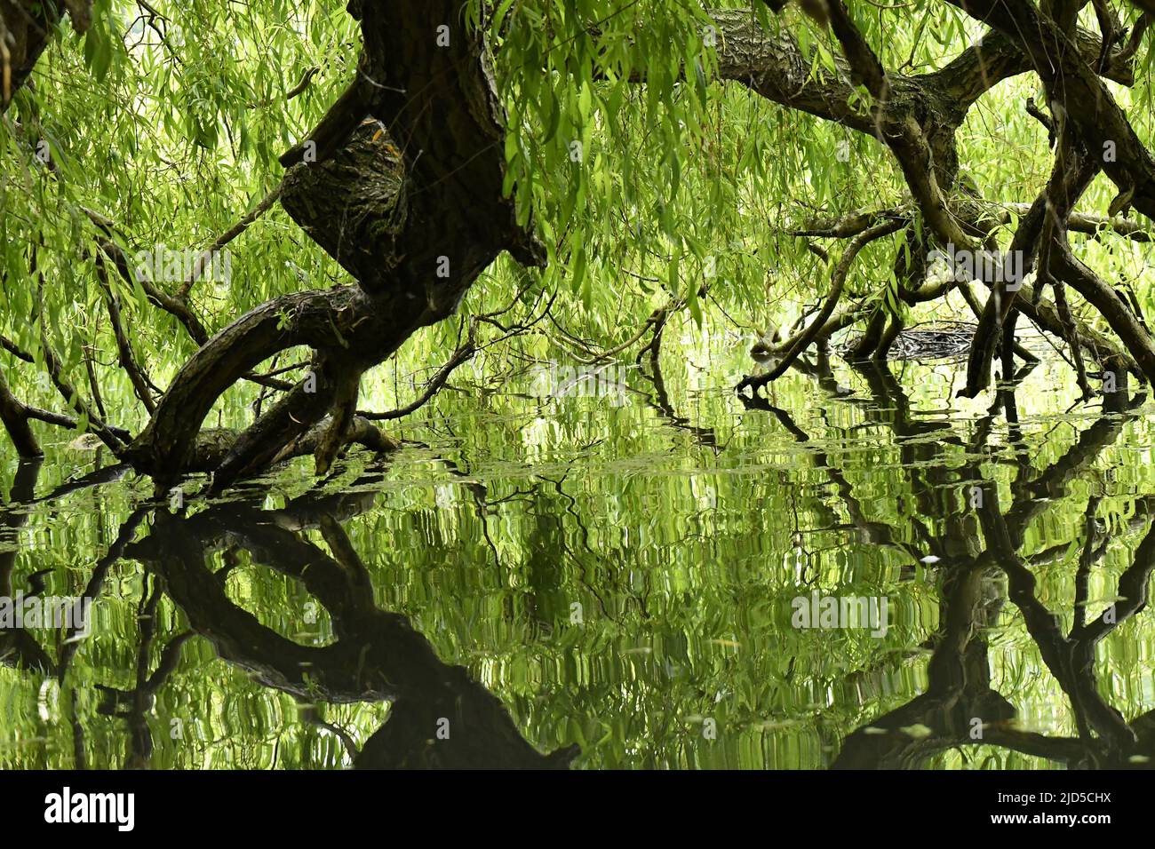 Willow tree branches reflecting in lake, Regent's Park London UK. Stock Photo