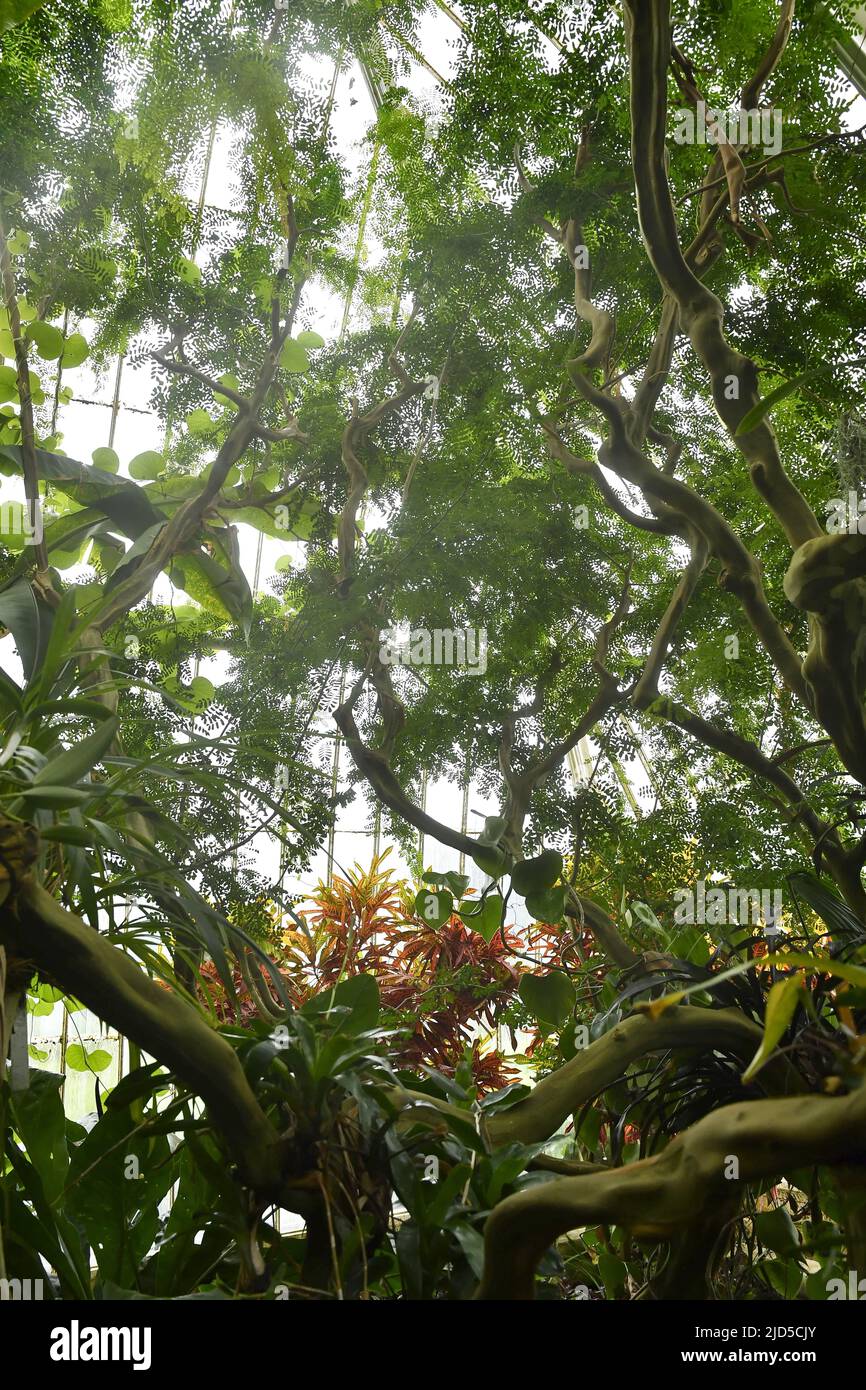 Tropical plants garden inside the Temperate house, Royal Botanic Gardens in Kew London UK. Stock Photo