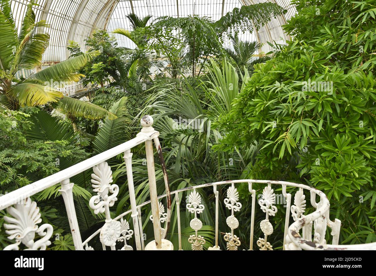 Tropical plants garden inside the Temperate house, Royal Botanic Gardens in Kew London UK. Stock Photo