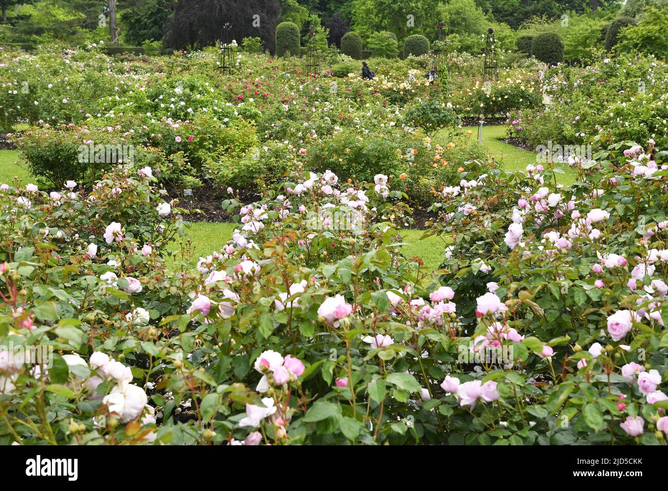 Rose garden in spring, Royal Botanic Gardens Kew London UK. Stock Photo