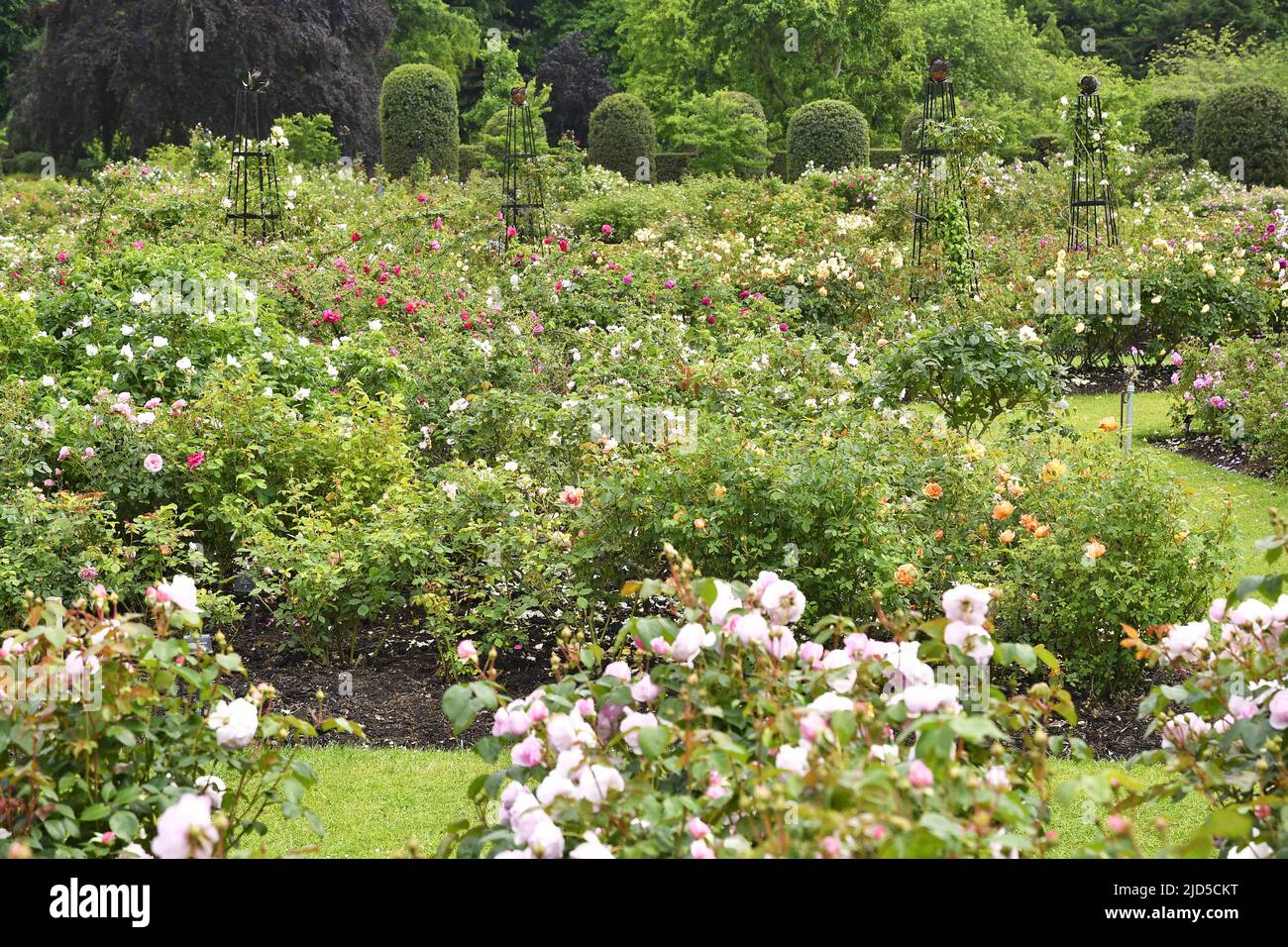 Rose garden in spring, Royal Botanic Gardens Kew London UK. Stock Photo