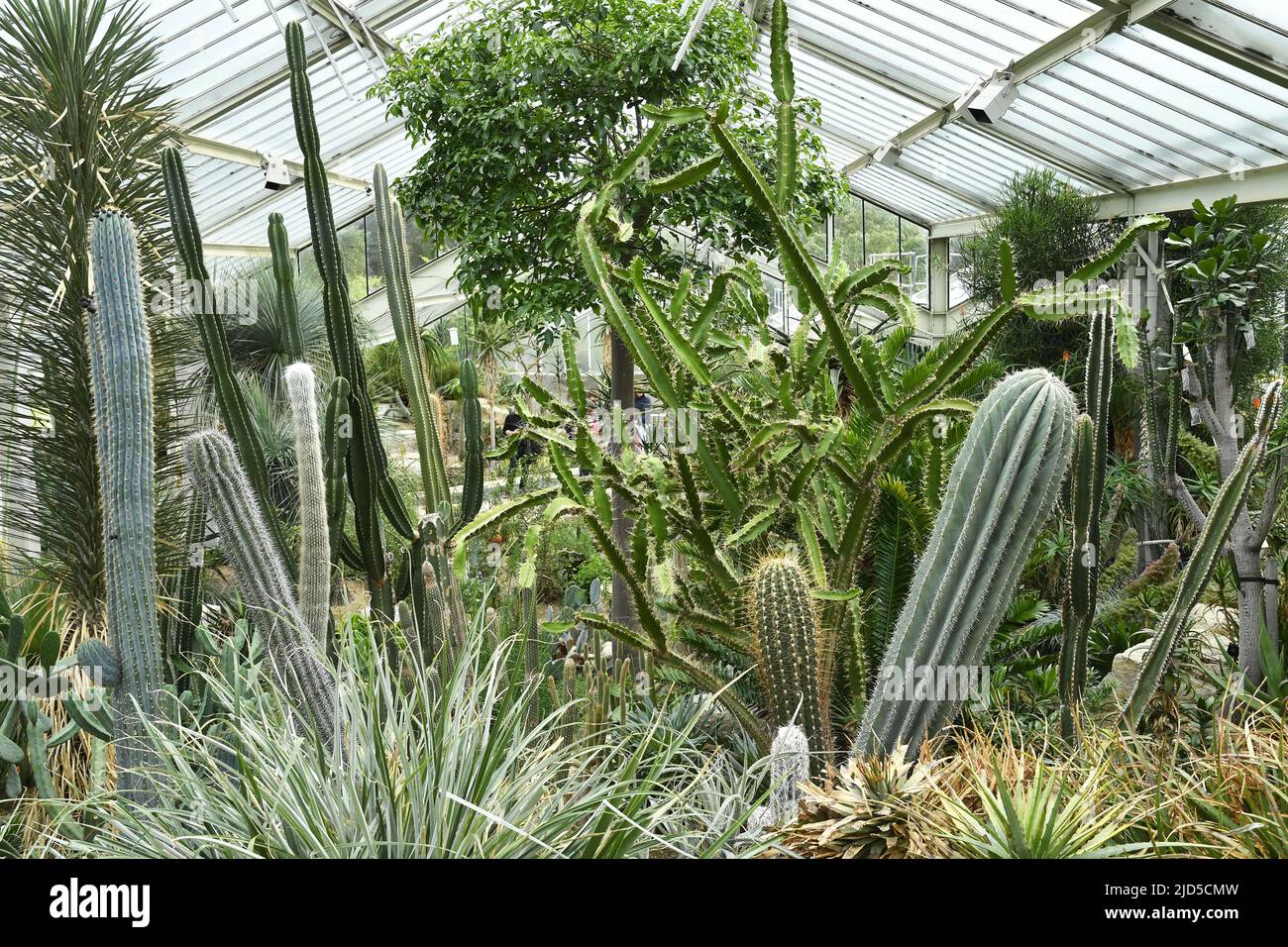 Cacti garden, Princess of Wales Conservatory Kew London UK. Stock Photo