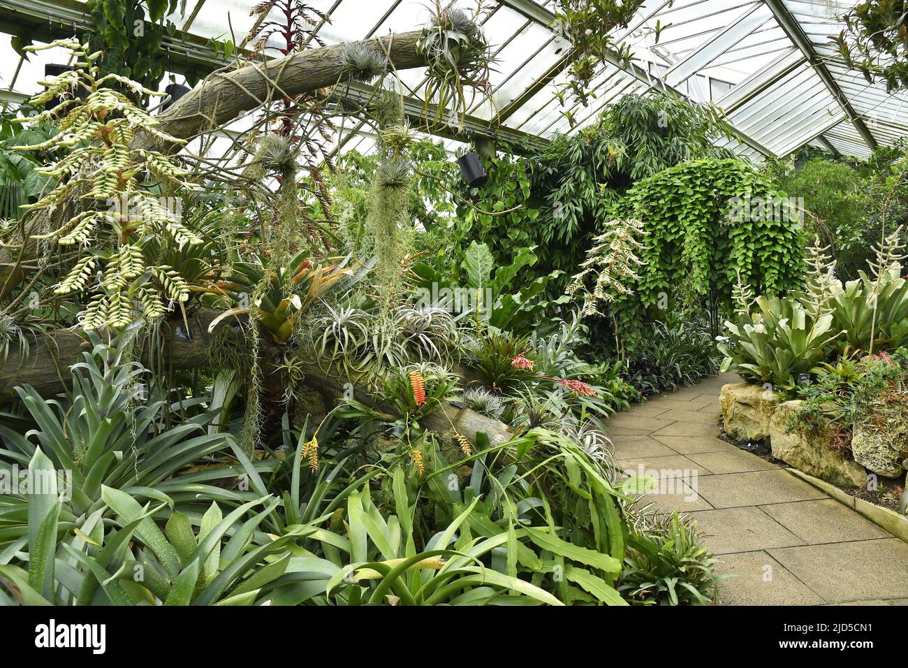 Tropical plants garden inside the Temperate house, Royal Botanic