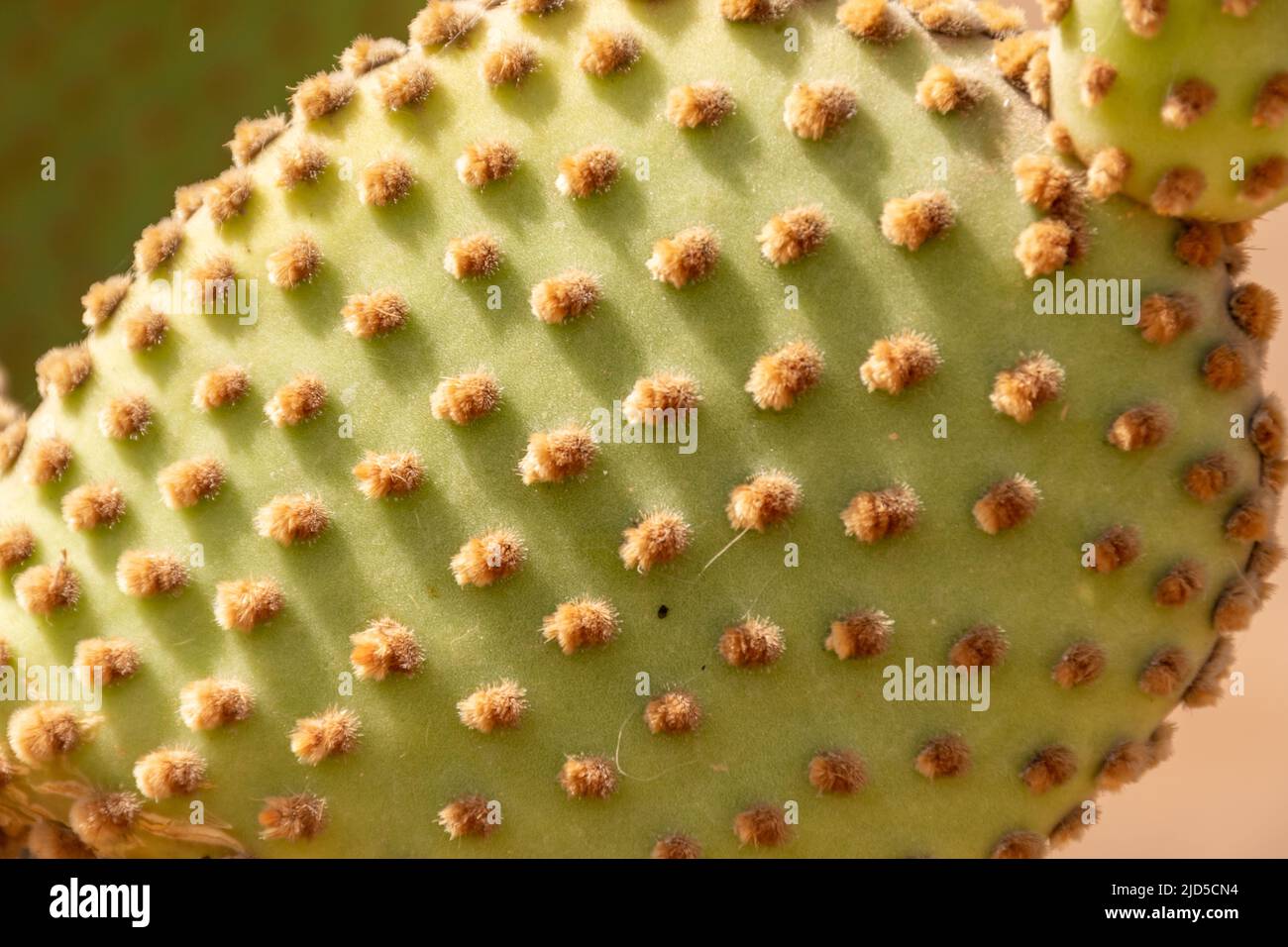 A close up of the areoles of a cactus with sunlight casting shadows on the rest of the plant. Stock Photo