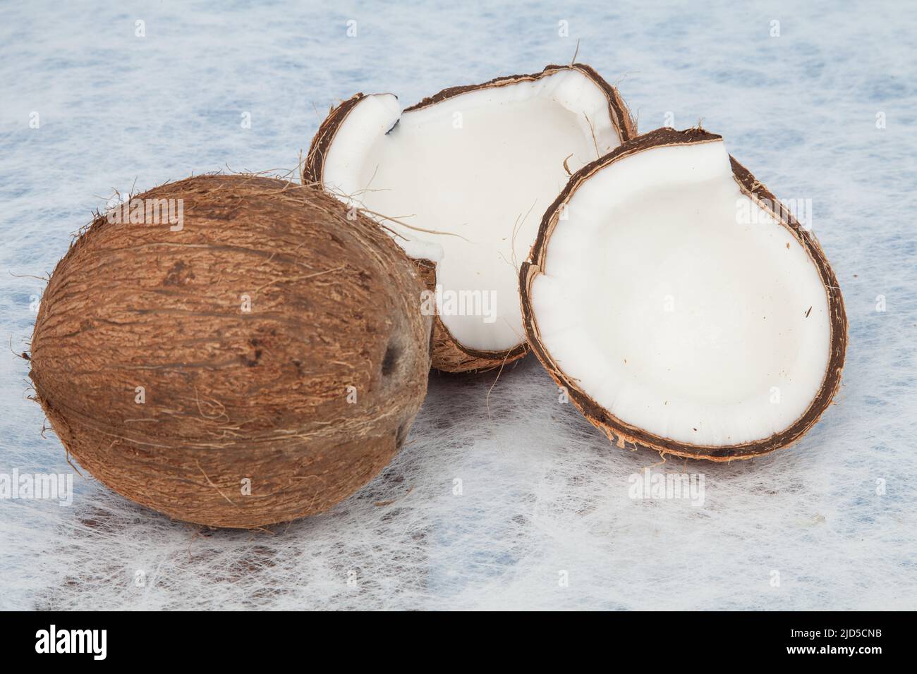 Coconut tropical fruit (Cocos nucifera Stock Photo - Alamy
