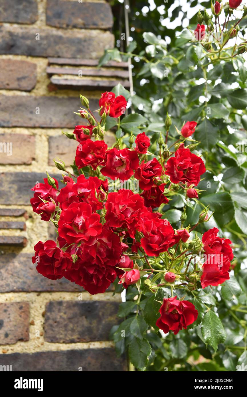 Red roses blooming in spring, Royal Botanic Gardens Kew London UK. Stock Photo