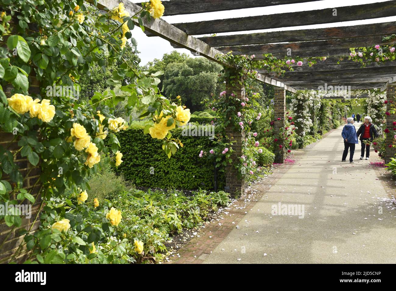 Pergolas with roses in spring, Royal Botanic Gardens Kew London UK ...