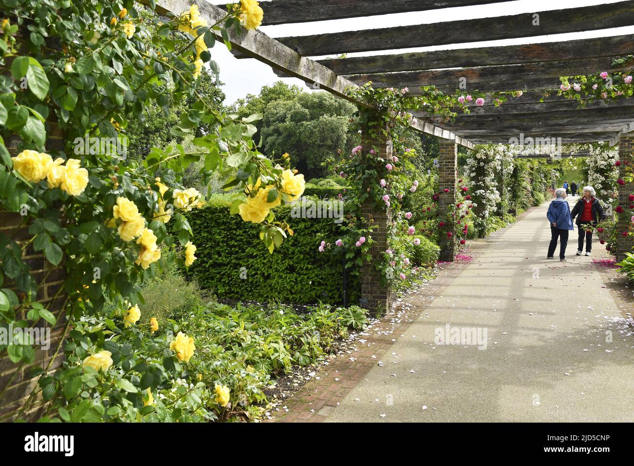 Pergolas with roses in spring, Royal Botanic Gardens Kew London UK. Stock Photo