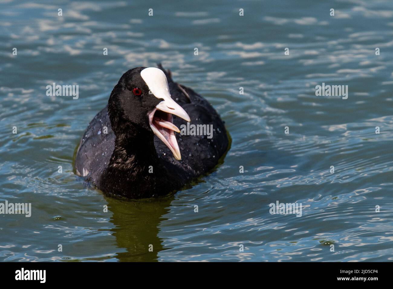 An Eurasian coot (Fulica atra), also known as the common coot, opening