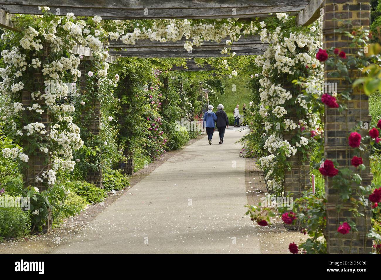 Pergolas with roses in spring, Royal Botanic Gardens Kew London UK