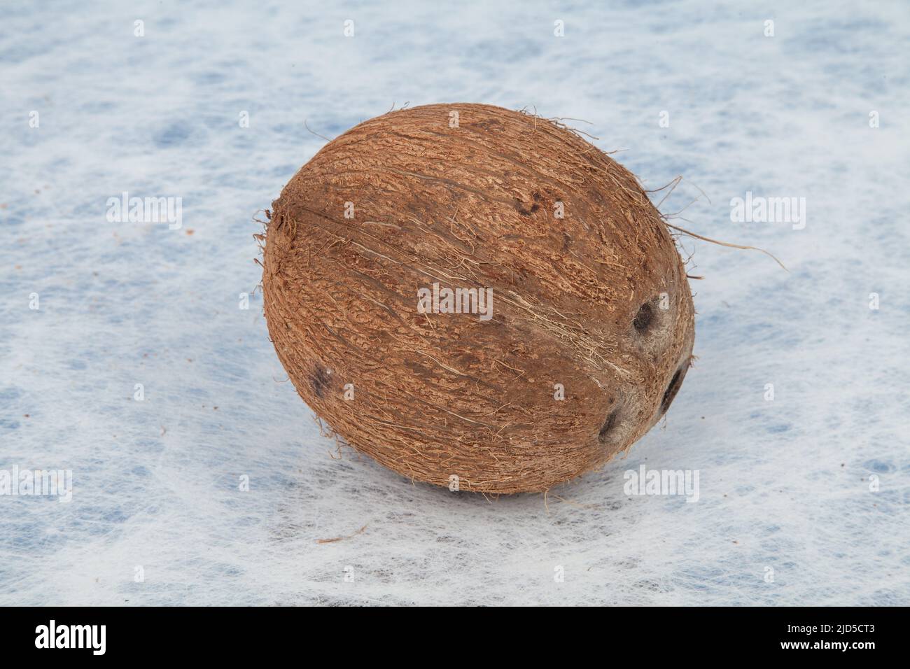 Coconut tropical fruit (Cocos nucifera Stock Photo - Alamy