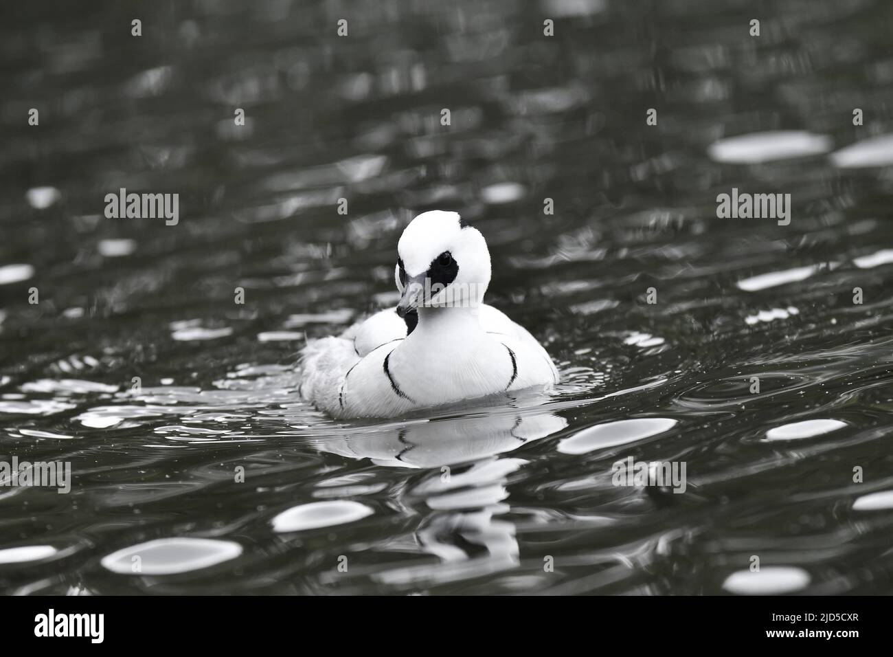 Male smew duck (Mergellus albellus) in lake, St James's park London UK. Stock Photo
