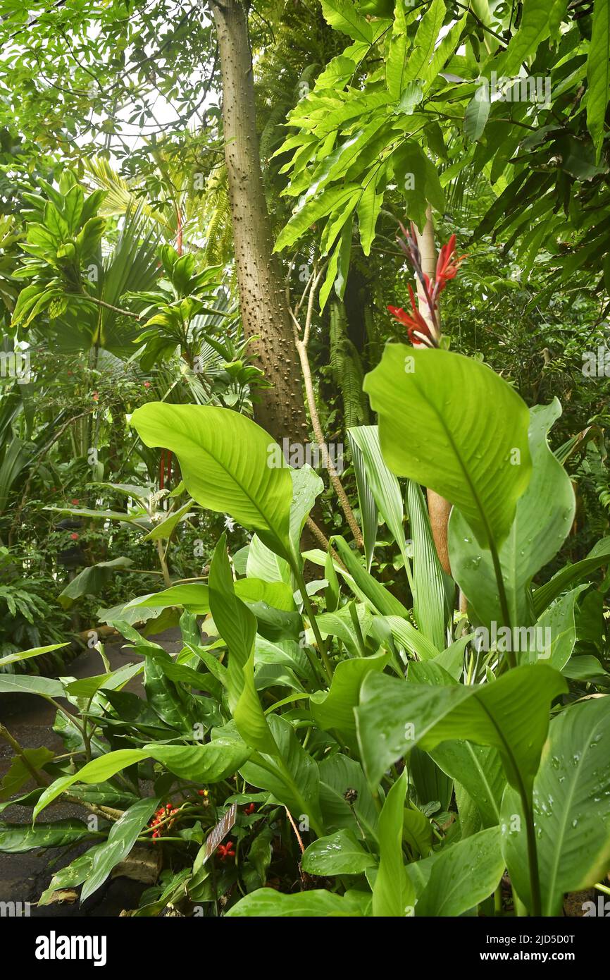 Tropical plants inside greenhouse, Hortus Botanicus botanical garden in Amsterdam Netherlands