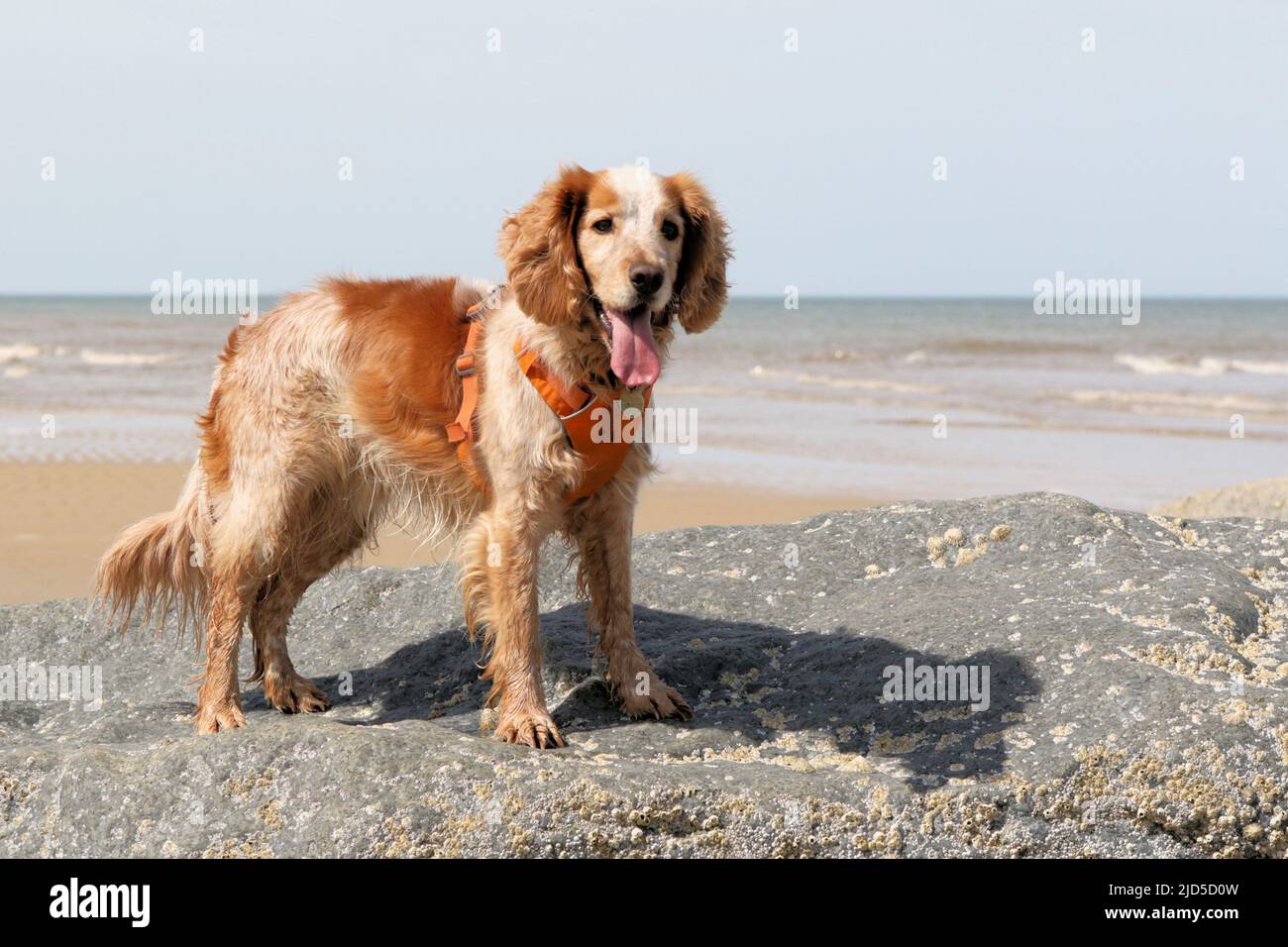 Yellow and white working cocker spaniel splashing standing on a rock by the sea Stock Photo