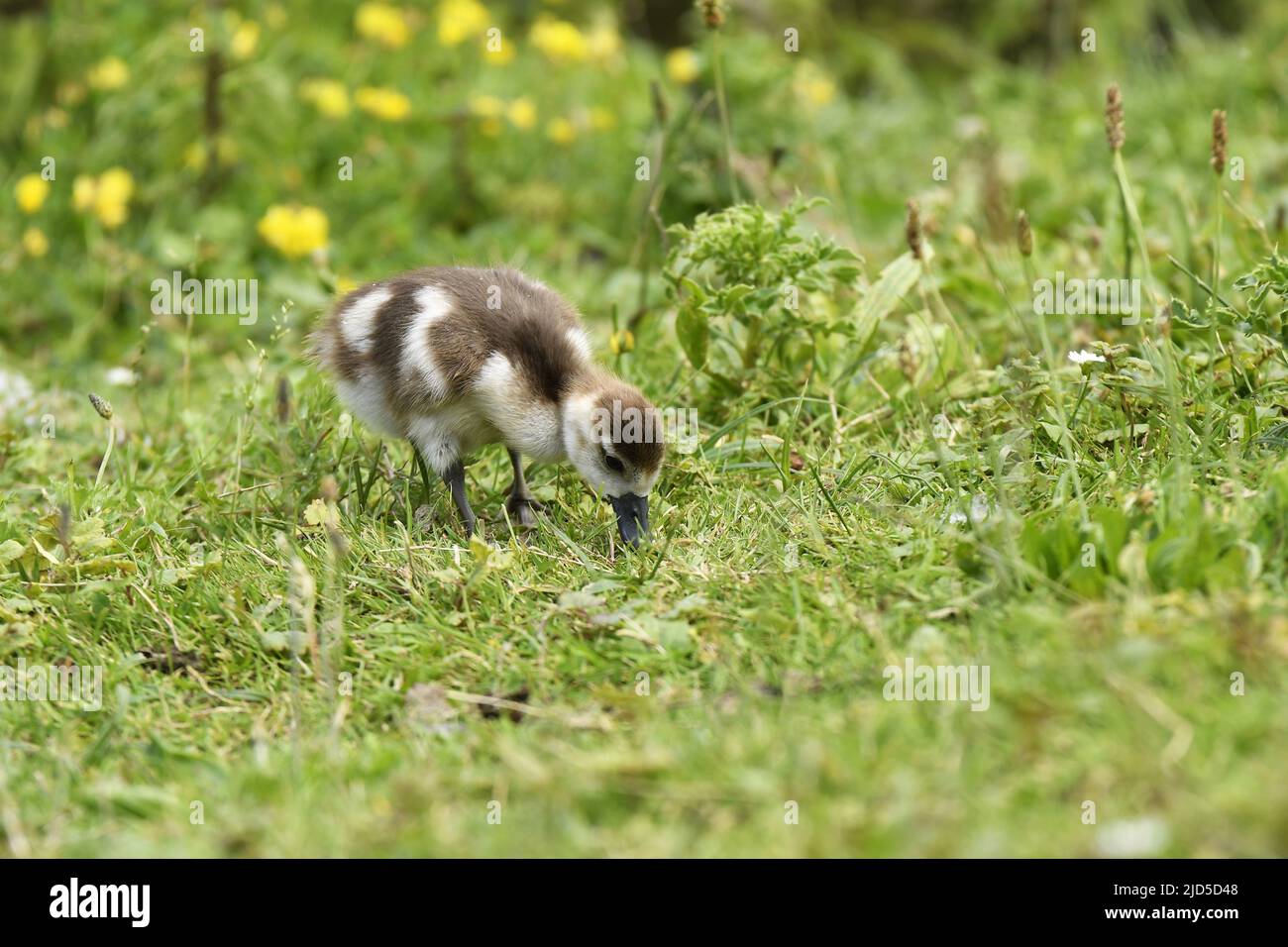 Egyptian goose (Alopochen aegyptiaca) gosling feeding on grass ,Beatrixpark in Amsterdam Netherlands. Stock Photo
