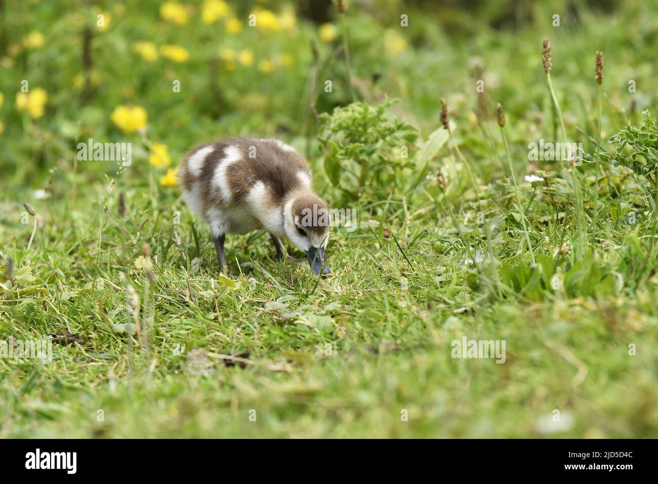 Egyptian goose (Alopochen aegyptiaca) gosling feeding on grass ,Beatrixpark in Amsterdam Netherlands. Stock Photo