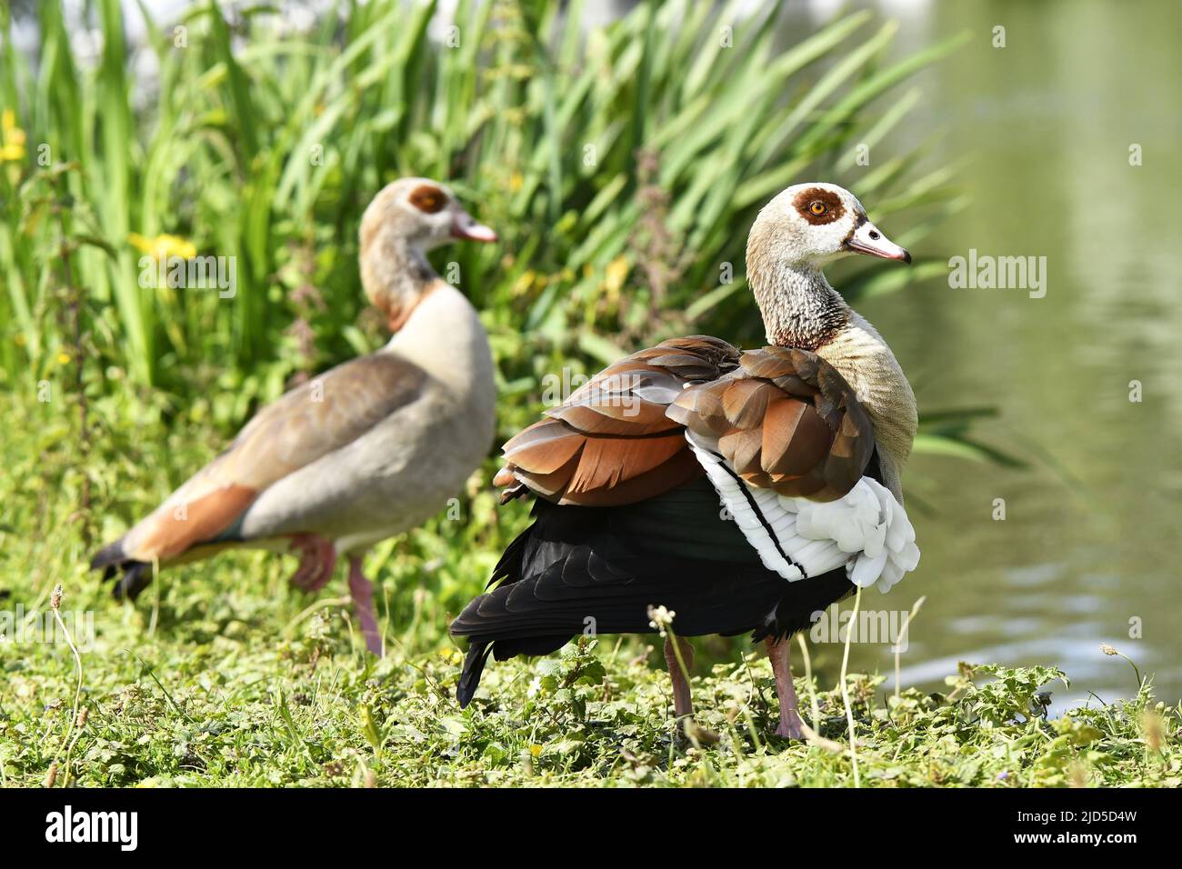 Egyptian goose (Alopochen aegyptiaca), Beatrixpark in Amsterdam Netherlands. Stock Photo