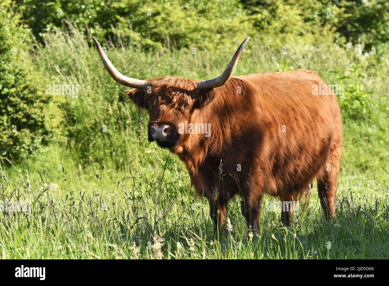 Shinkelbos hi-res stock photography and images - Alamy