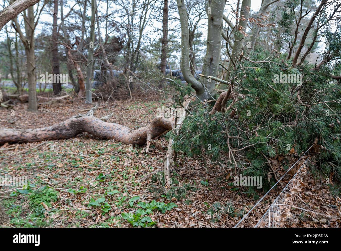 Fallen tree, branches and debris due to bad stormy weather. Climate change, extreme weather, storm concept Stock Photo