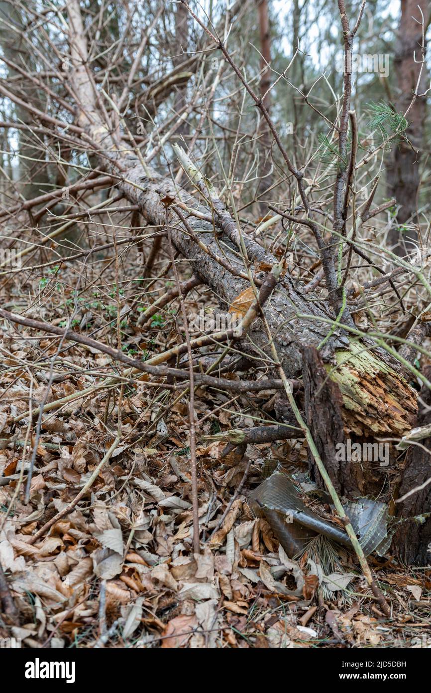 Fallen tree, branches and debris due to bad stormy weather. Climate change, extreme weather, storm concept Stock Photo