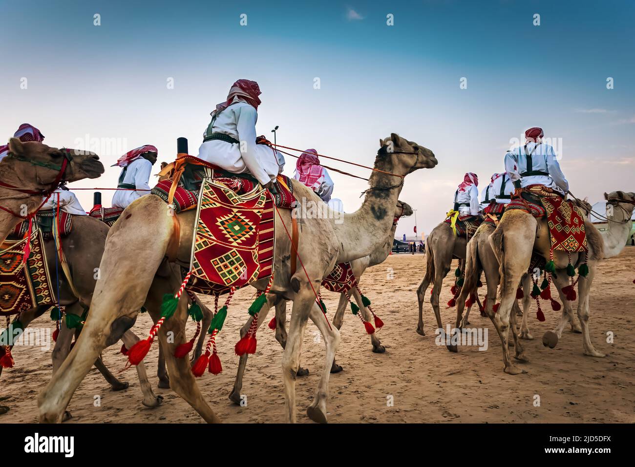 Desert safari camel ride in Abqaiq Eastern region Dammam Saudi Arabia. Stock Photo