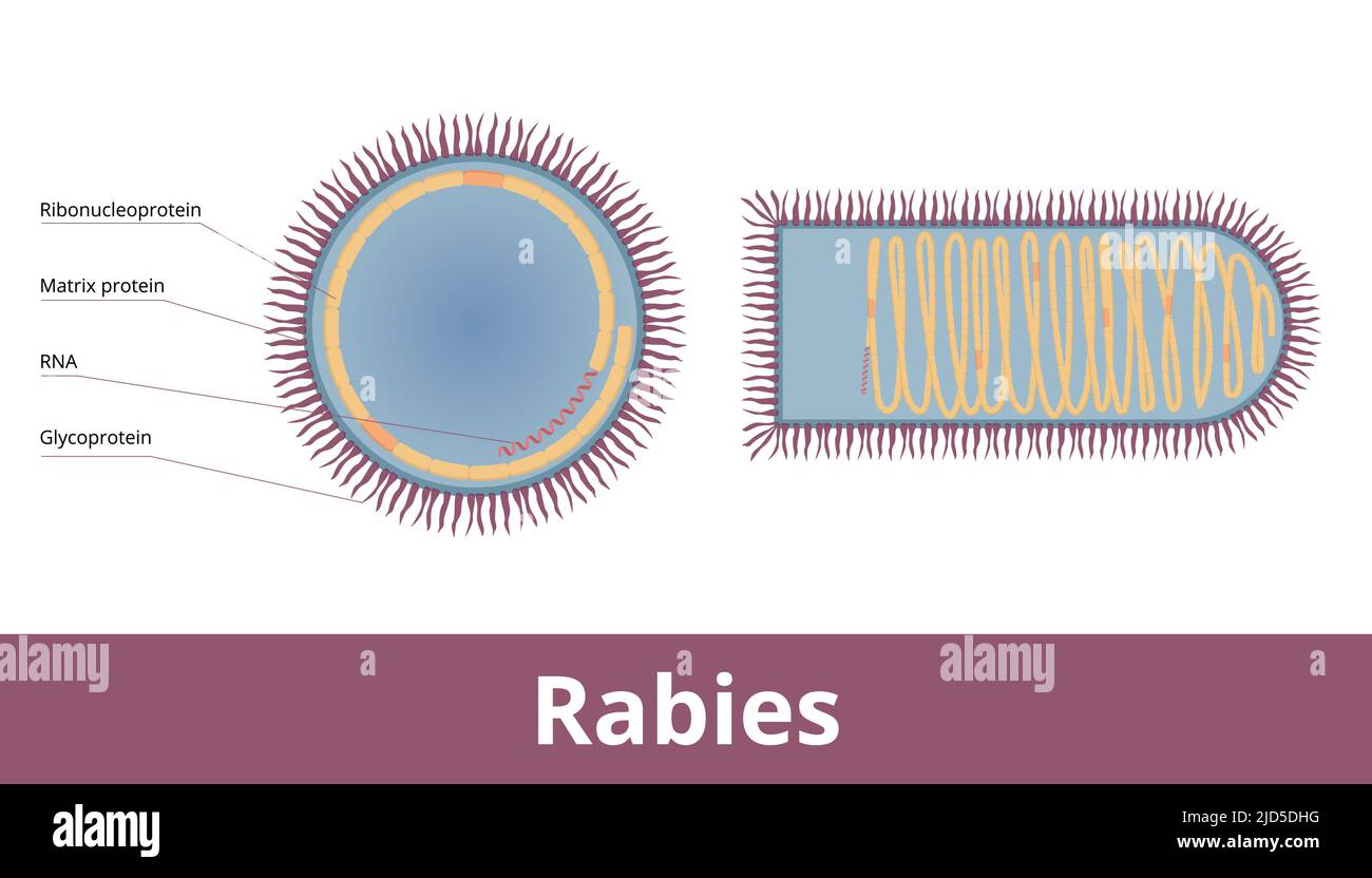 Rabies virus (Rabies lyssavirus) is a neurotropic virus with single RNA strand, bullet shape, cocentric layers. Stock Vector