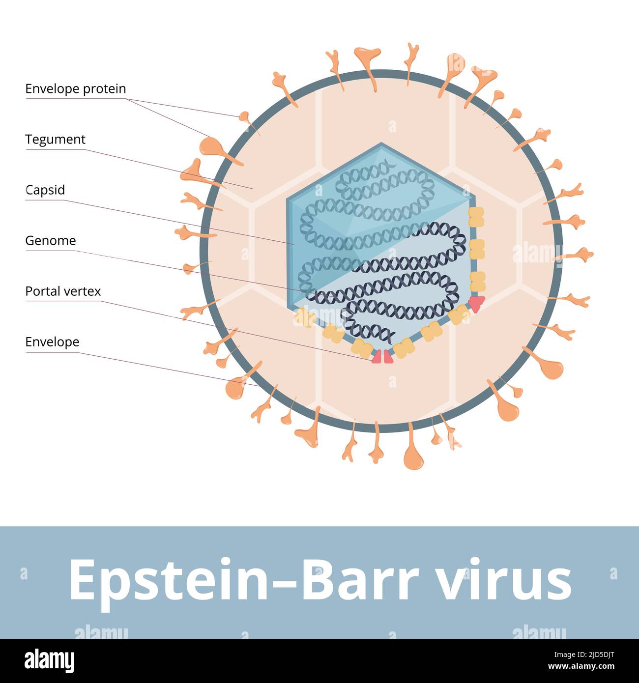 Epstein–Barr virus (EBV, Human gammaherpesvirus 4) known as the cause of infectious mononucleosis. Virion visualization includes genome, capsid. Stock Vector