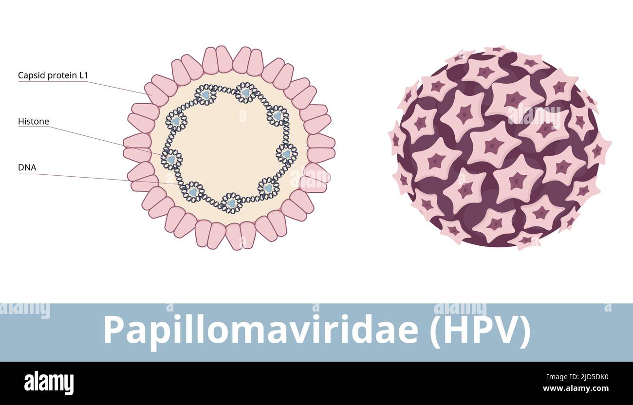 Papillomaviruses (HPV) are non-enveloped, icosahedral double-stranded DNA viruses. Papilloma virion visualization includes capsid protein, histone. Stock Vector
