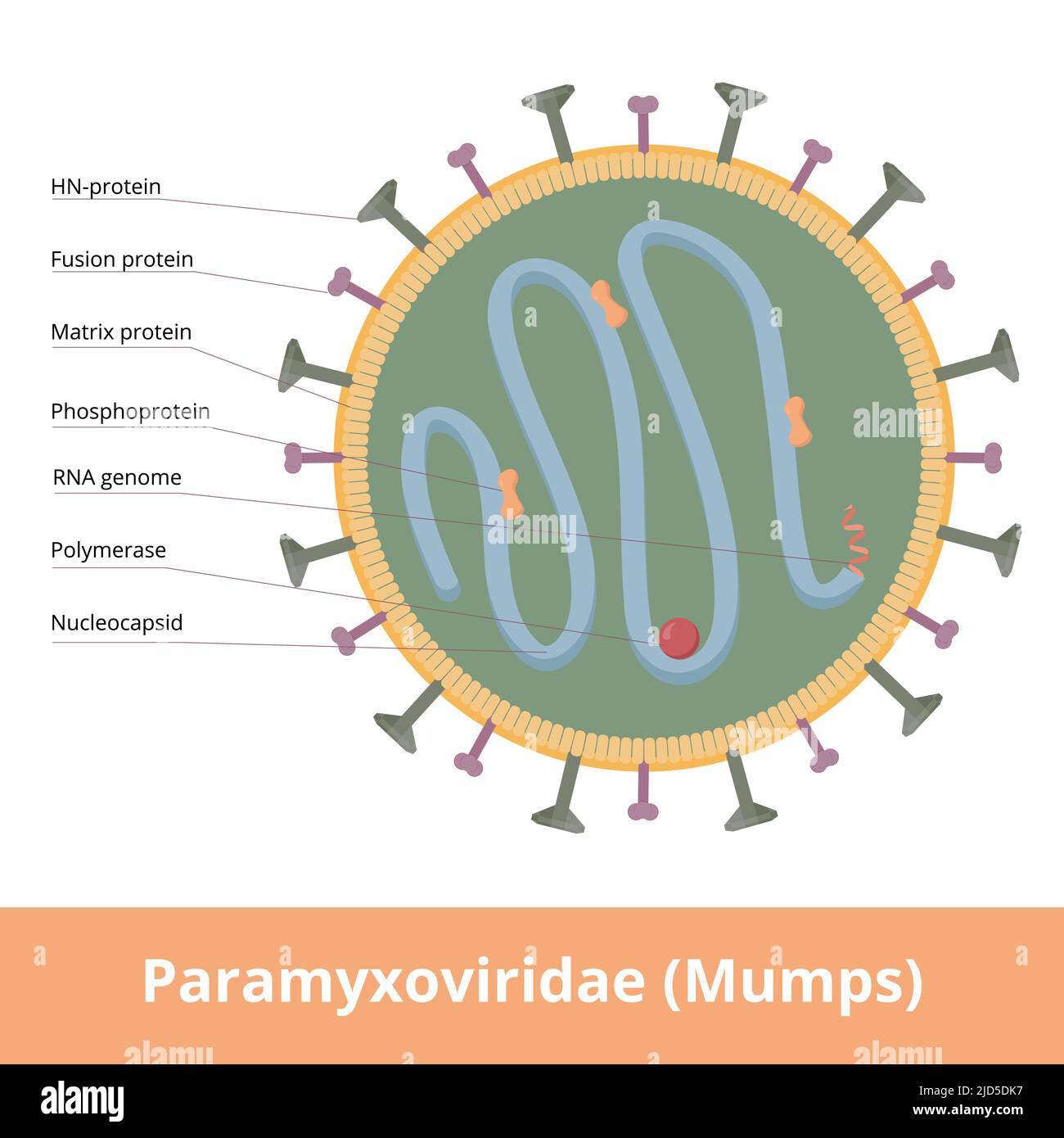 Paramyxoviridae (Mumps) is negative-sense single stranded RNA viruses that cause a wide variety of diseases. Virion includes fusion and matrix protein. Stock Vector