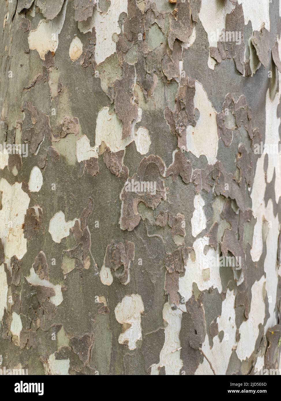 Tree like structure hires stock photography and images Alamy