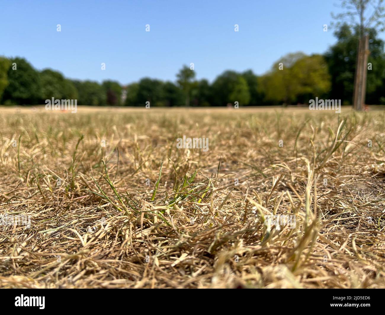 Brown dry grass on a meadow in Berlin public park Hasenheide during a hot summer day. Due to climate change and global warming there isn't enough rain Stock Photo