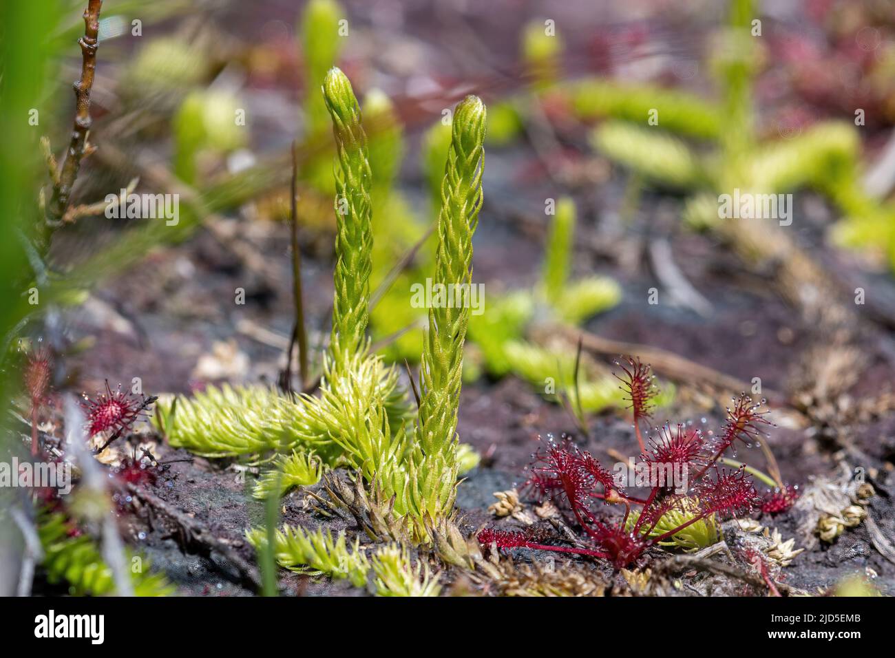 Marsh clubmoss (Lycopodiella inundata) at Thursley Common National Nature Reserve, an endangered plant of wet heath habitat, and round-leaved sundew Stock Photo