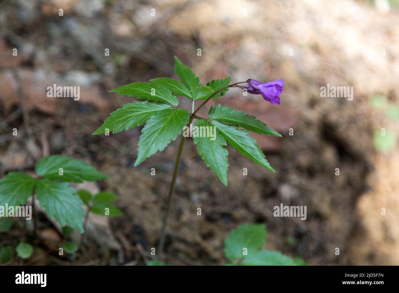 A beautiful violet flower Dentaria glandulosa or Cardamine glanduligera in the green natural background, flora of the Carpathians Stock Photo
